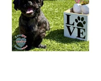 Misty COH - Shih Tzu Female Dog for Adoption