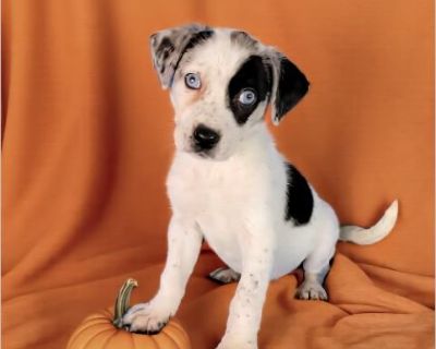 This dog is located in Newark,DE. If you're interested in this dog, please contact the foster directly:Darlene at 302-312-5129 or via email [email protected] . To submit an application please visit our site fur-everpaws.com Fur Ever Paws Dog Rescue is a small no kill rescue operating in the Delaware/Maryland area. We are a 501(c)(3) non-profit that rescues and places homeless, neglected or abus...