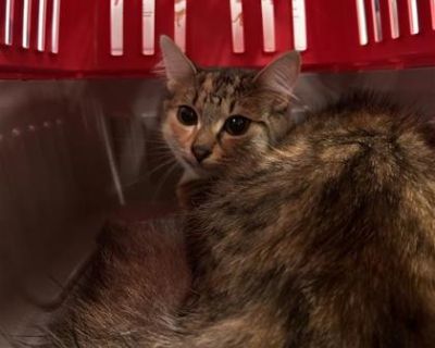 Octavia - Domestic Short Hair Female Cat for Adoption