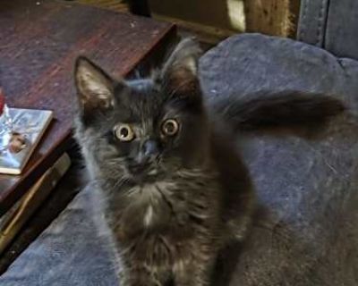 Jessie was surrendered as an orphan found under someone's shed. She was cleaned up and bottle fed for several weeks until she was able to eat on her own. Jessie is 3 months and full of curiosity and energy, but mostly full of love. She loves playing with other cats/kittens and can learn to tolerate dogs. Jessie would do well in a home with a playmate or two. She loves people of any age, but is ...