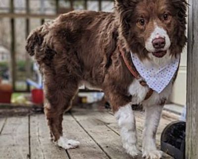 Oxford - Australian Shepherd Male Dog for Adoption