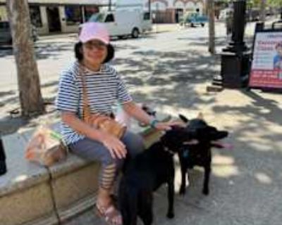 Max and Mimi - Labrador Retriever/Labrador Retriever Mix Male Puppy for Adoption