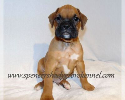 litter of 8 - Boxer Female Puppy for Sale