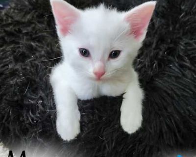 Moon - Domestic Shorthair Female Cat for Adoption