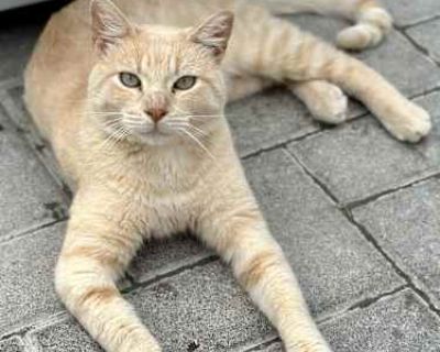 Hi, I'm Julio but you can call me King of the Lickable Treats. Once upon a time, I was just a scrappy guy trying to survive in a mobile home park cold, hungry, and feeling pretty invisible. Life was tough, and I had to rely on my street smarts to make it day to day. But one magical day, a human saw something in me (probably my good looks, let s be honest) and brought me to a warm, safe place ca...