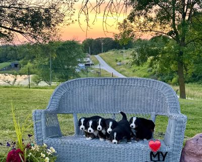 4 Male and 3 Female Bernese Mountain Dog Puppies for Sale