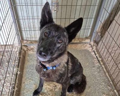 Horang - German Shepherd Dog/Jindo Mix Female Dog for Adoption