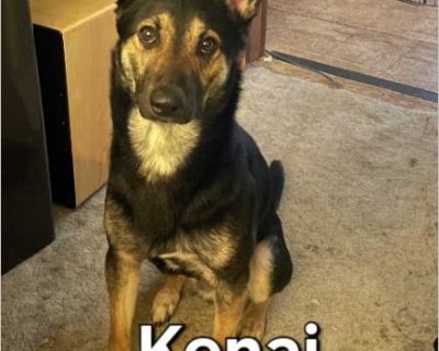 CONTACT ME: 513-417-6238 or EMAIL: [email protected] ***Trying to keep this amazing breed OUT of shelters, so please HELP me by SHARING this post and/or sending to anyone that may be interested in adopting. IT TAKES A VILLAGE, AND YOU ARE MINE Those of you that rescue/adopt these Shepherds in need instead of paying a Breeder, YOU are the REAL TRUE HEROES.***Thank you so much. [Case opened on 11...