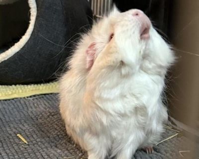 Toad - Guinea Pig Male for Adoption