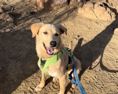Ivory is a really sweet, happy and cuddly guy! He loves hiking and walking with his foster parents and their resident dog. After a long walk, he loves to lay on the couch and snuggle. He's great at snoozing all day while his foster mom works! We keep his crate near our bed and he goes right in at night ready for a long snooze - he even lets us sleep in. He's also really great in his crate for b...