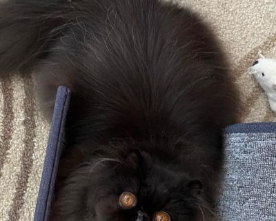 Persian female CFA champion for pet only