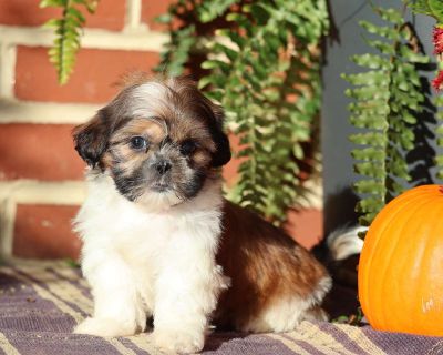 Queenie - 8 Weeks Female Shih Tzu Puppy for Sale
