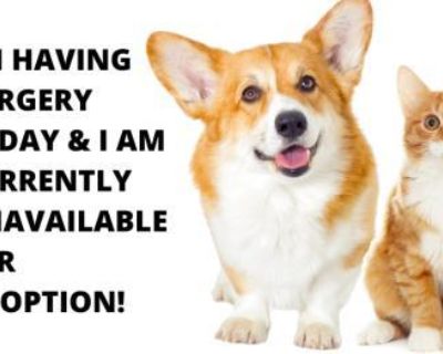 Lucy - German Shepherd Dog & Husky Mix Female Dog for Adoption