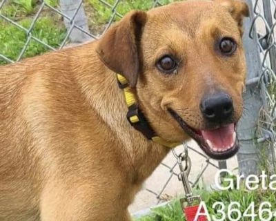 Greta - Hound & Rat Terrier Mix Female Dog for Adoption