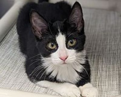 Anna - Domestic Shorthair Female Cat for Adoption