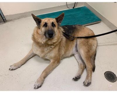 *RUSSEL - German Shepherd Dog Male Dog for Adoption