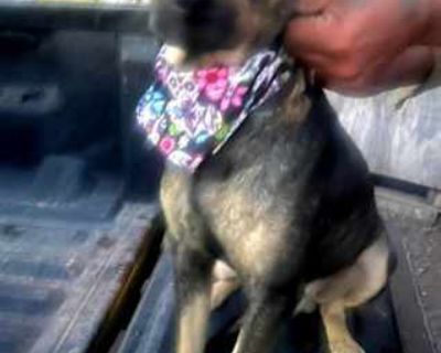 Emiliano - German Shepherd Dog/Jack Russell Terrier Mix Male Dog for Adoption