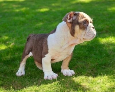 SMOKEY - English Bulldog Male Puppy for Sale