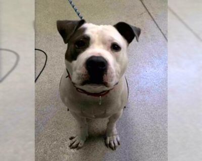 RUSS - American Bulldog Mix Male Puppy for Adoption