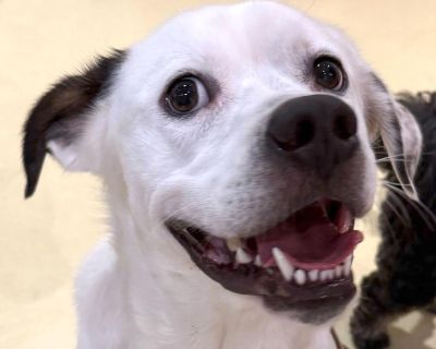 Meet James, a bright and cheerful boy who s as clever as he is loving! James is 43lbs of certified Good Boy and is four years old. He was originally rescued from Texas. Have you ever wished for a walking buddy who seems to read your mind? James picked up his leash skills in no time and now struts proudly by your side like a total pro. He s always eager to please and flashes his signature grin t...