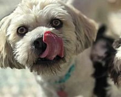 Bruce - Shih Tzu Male Dog for Adoption