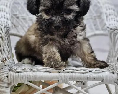 Mindy - Female Shih-Poo Puppy for Sale
