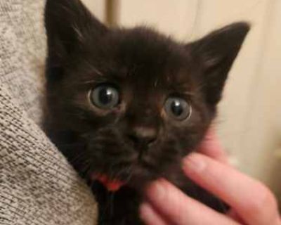 Hello, my name is Dreamer and I am new to Pawmetto Lifeline. They are working on knowing more about me so please check back to see how great I am! My adoption fee of $50 includes up-to-date vaccinations, dewormer, and heartworm/flea prevention. Plus, a microchip that is already registered to you! What more could you ask for? If you`d like to meet me, please fill out an application on our websit...