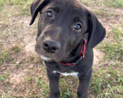Child. Black - with white. Microchipped. SHADOW IS IN HIS FOSTER HOME IN MEMPHIS, TN, AND WILL BE TRANSPORTED TO CT ONCE ADOPTED! Meet Shadow! Shadow is a certified family friendly good boy! He loves to play in the yard, tug on his toys, and take rides in the car with his foster dad. Shadow loves kids! He will match the energy of the person he is with. He is fostered with other dogs ranging in ...