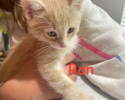 Ron is a very sweet and playful little guy. When he s been playing hard for a while you can scoop him up and wrap him like a little burrito and he ll immediately fall asleep in your arms. He s been with his foster family that includes his bio brother, two other cats and a small dog who he likes to play with. He d be great on his own but would thrive with his brother or any other pets who would ...