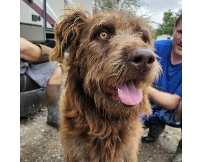 Miro JuM - Schnauzer (Giant)/Labrador Retriever Mix Male Dog for Adoption