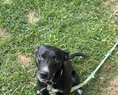 Storm - Border Collie Male Dog for Adoption