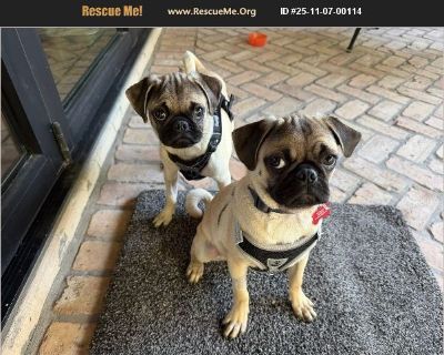 Sam and Froto are 5 month old pug brothers looking for a home together! They are great with other dogs, kids, cats, and love people. They are mostly house trained and will Use a dog door. They are crate trained and sleep all night. They came to us after being surrendered to our partner kill shelter and have been with us for some time. They enjoy each others company and where one is found, often...