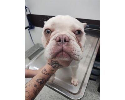 Frosty -adopted - French Bulldog/Mixed Breed (Medium) Mix Male Dog for Adoption