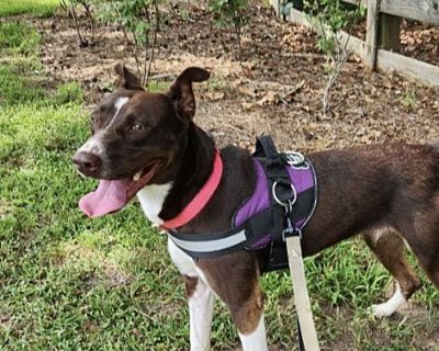 Sabrina - Border Collie Female Dog for Adoption