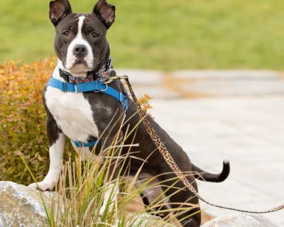 Health Vaccinations up to date, spayed / neutered.. Adult Female Medium Black , White / Cream