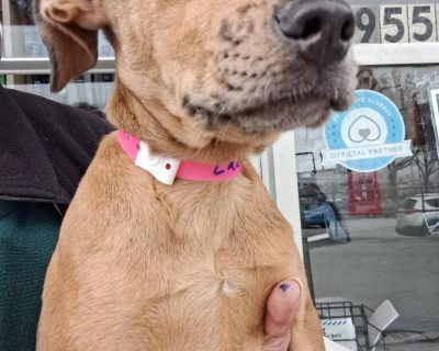 Characteristics Curious, Friendly, Playful Coat length Short Health Vaccinations up to date.. Puppy Female Large Brindle