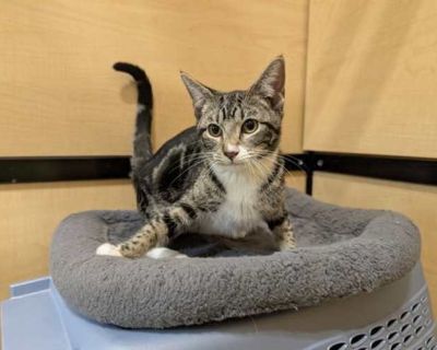 I am available for adoption at PetSmart Rowlett located at 5709 Liberty Grove Rd, Rowlett, TX 75089. For more information about me, please email cats@frastx.org .. Spayed / Neutered Housetrained. Breed Domestic Shorthair Color Brown or Chocolate Age Young Sex Female Pet ID 22049580-F11-13-25-21 Hair Length