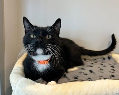 Arnold - Domestic Short Hair Male Cat for Adoption