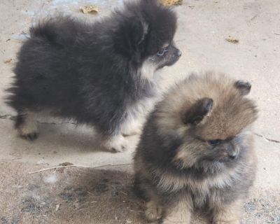 1 Male and 2 Female Pomeranian Puppies for Sale