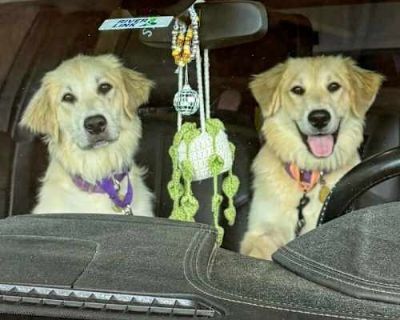 Avril - Golden Retriever/Great Pyrenees Mix Female Dog for Adoption