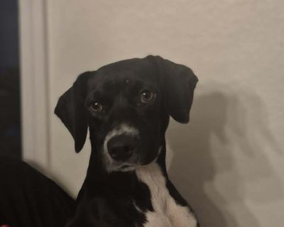 Bingo - Jack Russell Terrier & Beagle Mix Male Dog for Adoption