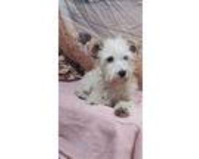 Copito, Westie, West Highland White Terrier For Adoption In Portland, Oregon