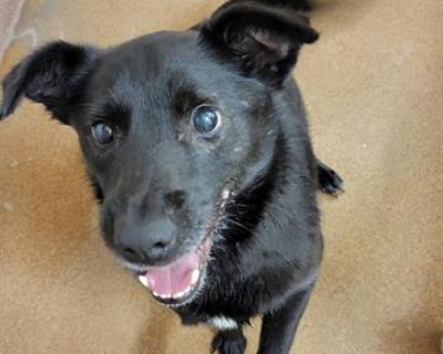 EDDIE - German Shepherd Dog & Border Collie Mix Male Dog for Adoption