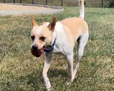 Nelson (woody) - Rat Terrier Male Puppy for Adoption