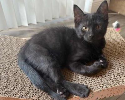 Arnold - Domestic Shorthair Male Cat for Adoption