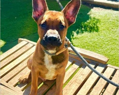 AUGIE - Male Puppy French Bulldog / Boxer for Adoption