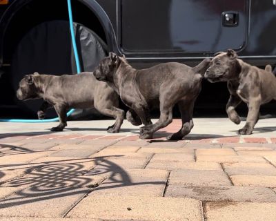 Cane Corso Puppies RESERVED