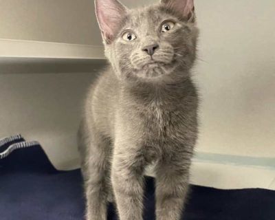 Tchaikovsky - Domestic Shorthair Male Kitten for Adoption