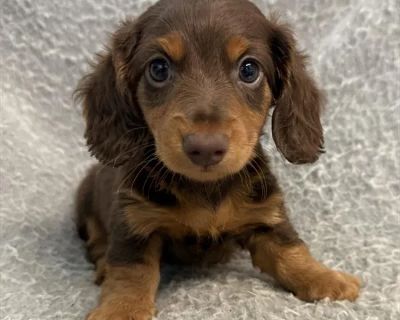 Spencer - Male Dachshund Puppy for Sale
