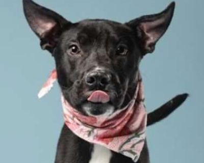 Sweets - Retriever (Unknown Type)/Labrador Retriever Mix Male Dog for Adoption